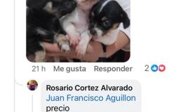 Prolifera venta de mascotas en redes