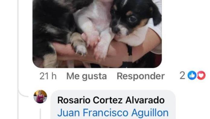 Prolifera venta de mascotas en redes