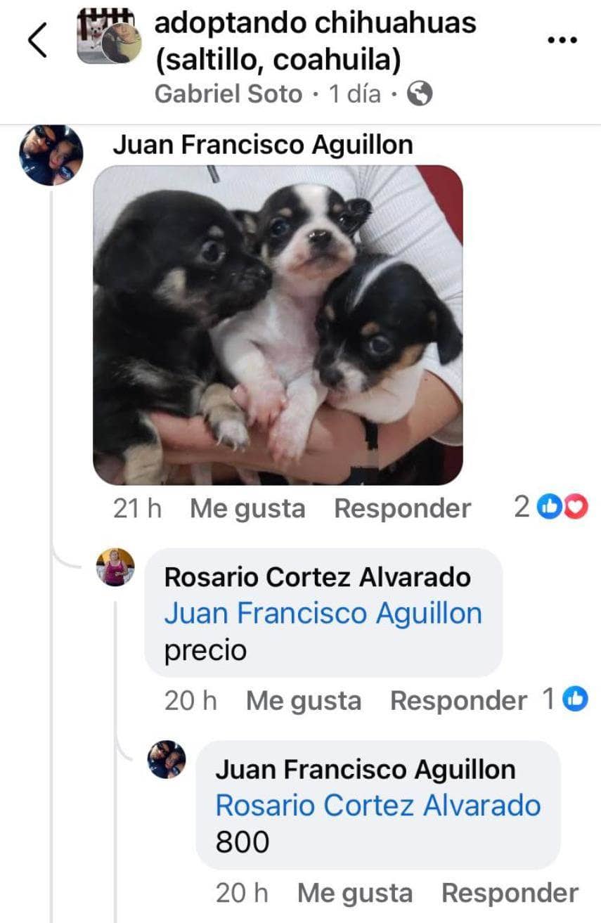 Prolifera venta de mascotas en redes