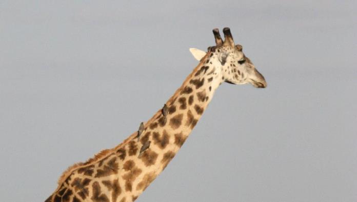Profepa investiga Zoológico de Culiacán por jirafa fallecida