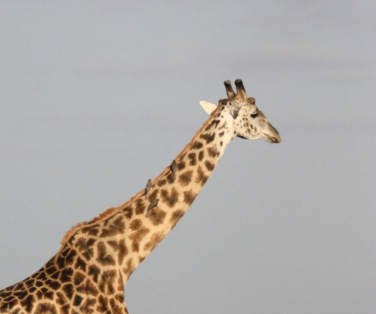Profepa investiga Zoológico de Culiacán por jirafa fallecida