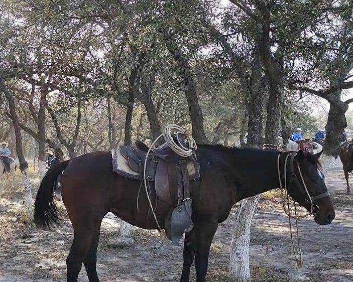 Cabalgata de Año Nuevo en Nava reúne a cientos de jinetes para celebrar el inicio de 2025