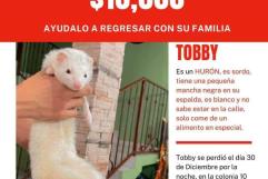 Hasta 10 mil pesos a quien encuentre a Tobby