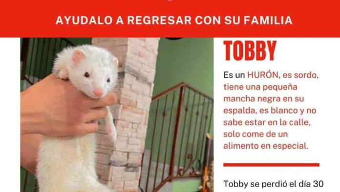 Hasta 10 mil pesos a quien encuentre a Tobby