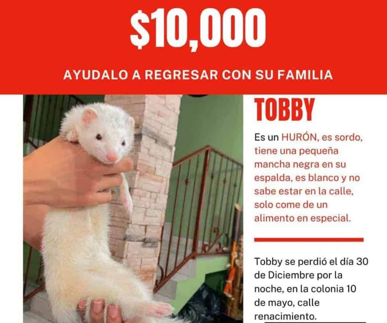 Hasta 10 mil pesos a quien encuentre a Tobby