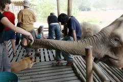 Turista española fallece tras ataque de un elefante en Tailandia