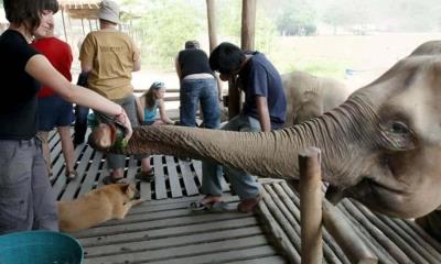 Turista española fallece tras ataque de un elefante en Tailandia