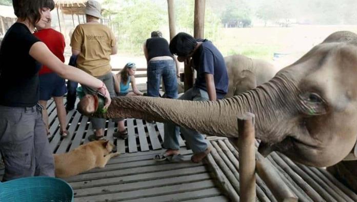 Turista española fallece tras ataque de un elefante en Tailandia