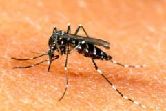 ¿Se puede acabar con el dengue? Un grupo de cientificos australianos proponen como