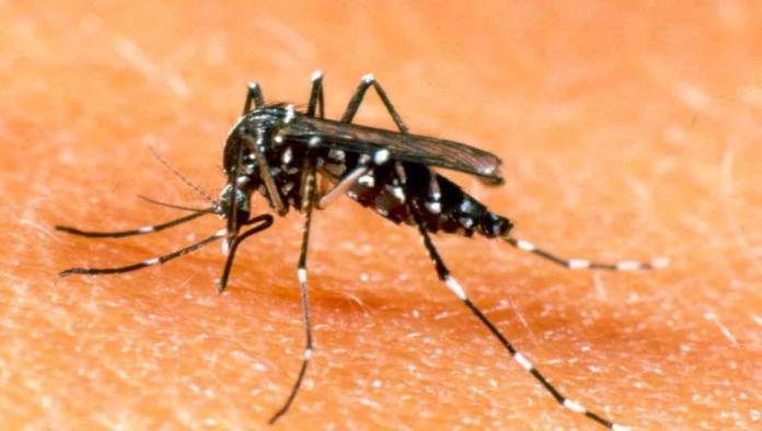 ¿Se puede acabar con el dengue? Un grupo de cientificos australianos proponen como