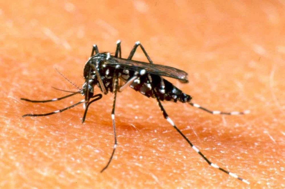 ¿Se puede acabar con el dengue? Un grupo de cientificos australianos proponen como