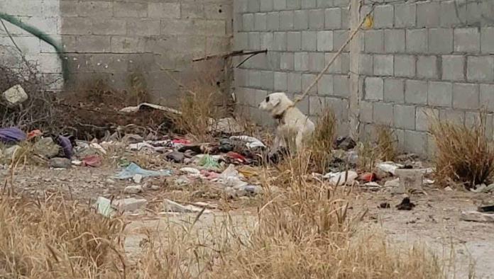 Genera indignación maltrato de perrito