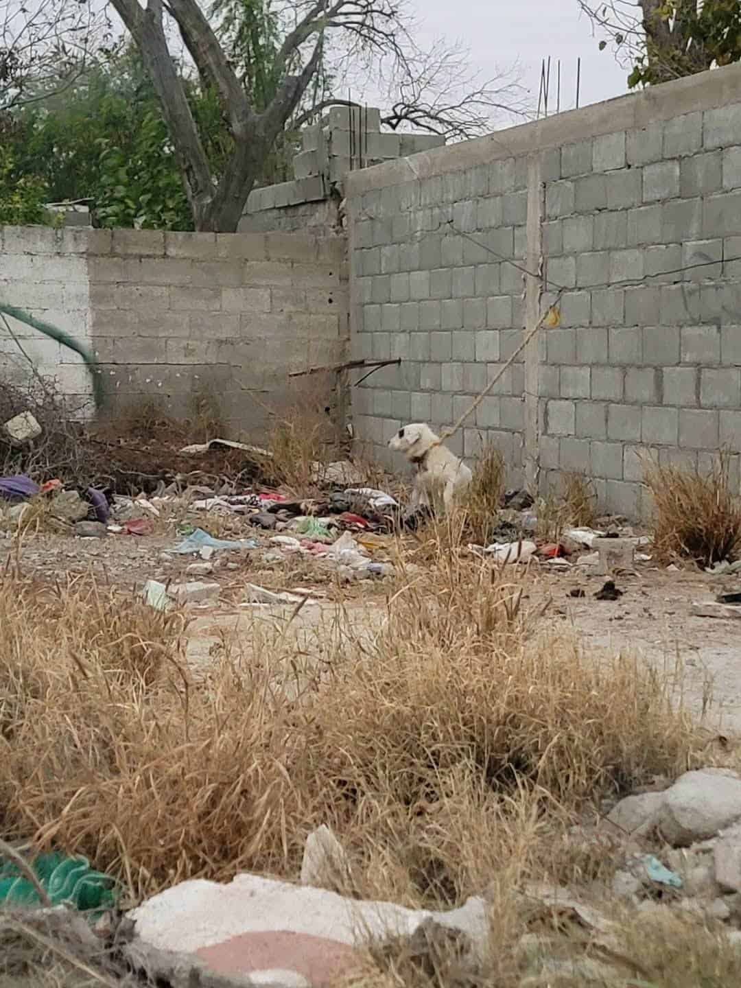 Reportan a perrito en mal estado.