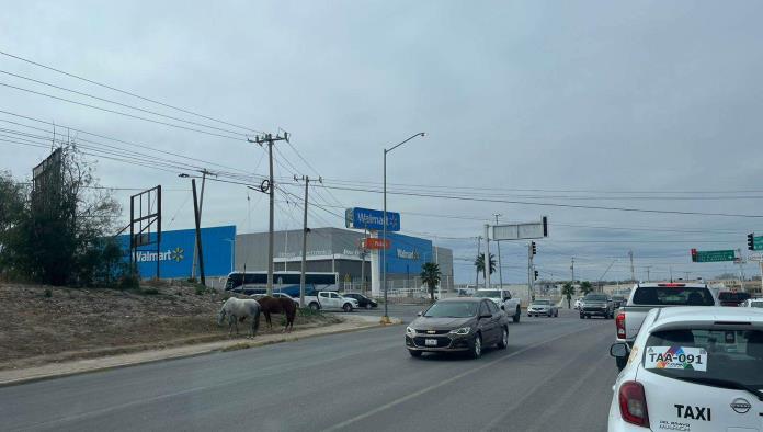 Animales Sueltos en Acuña Provocan Accidentes