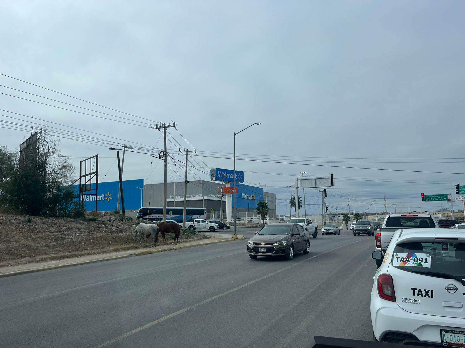 Animales Sueltos en Acuña Provocan Accidentes