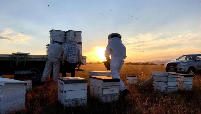 Protegerán a las abejas