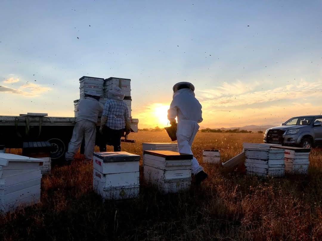 Protegerán a las abejas