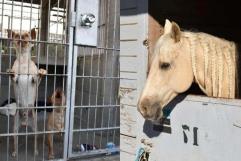 Refugios de animales en Los Ángeles se encuentran al borde