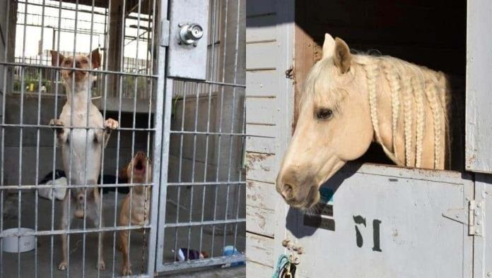 Refugios de animales en Los Ángeles se encuentran al borde