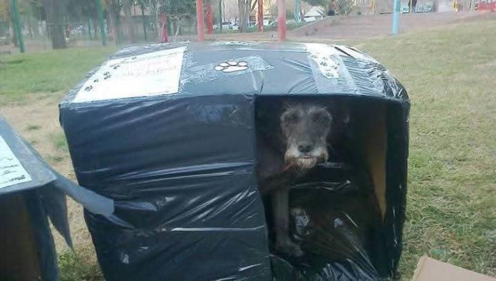 Pide apoyo para proteger a perritos