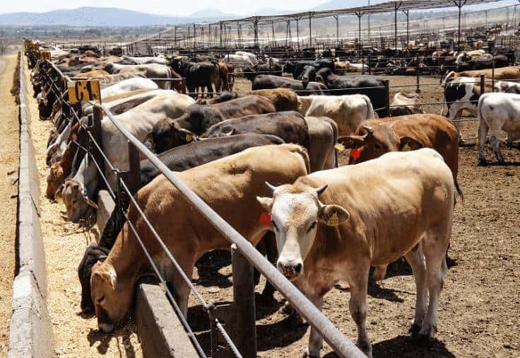 Avanza Protocolo para Reanudar Exportaciones de Ganado a EE. UU.