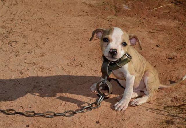 Piedras Negras impone sanciones MÁS SEVERAS por maltrato animal