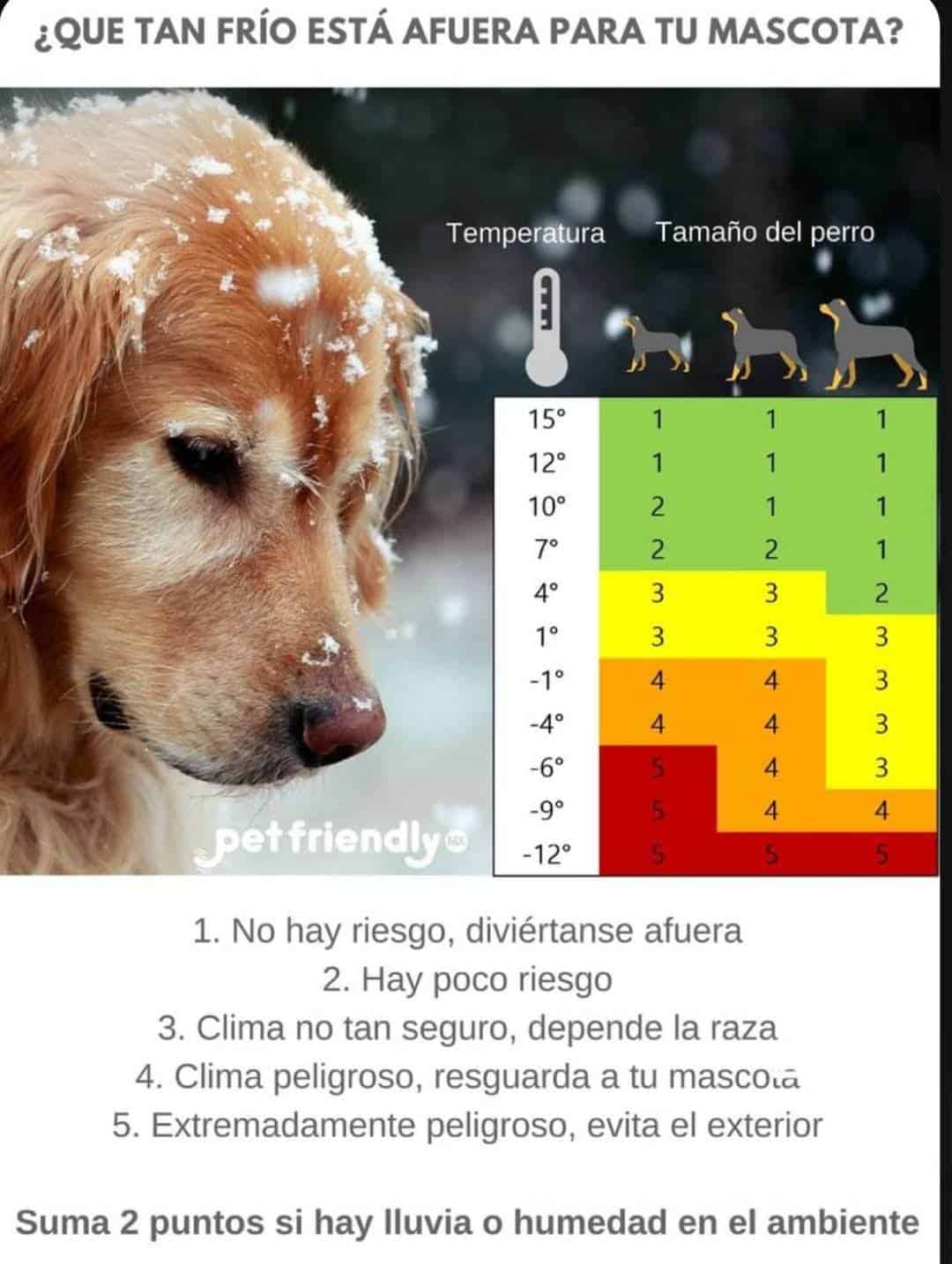 Emiten recomendaciones para proteger a mascotas del frío en Nava