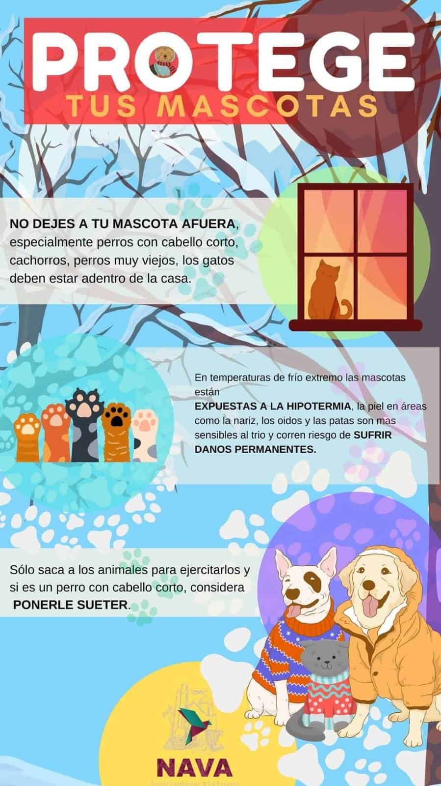 Emiten recomendaciones para proteger a mascotas del frío en Nava