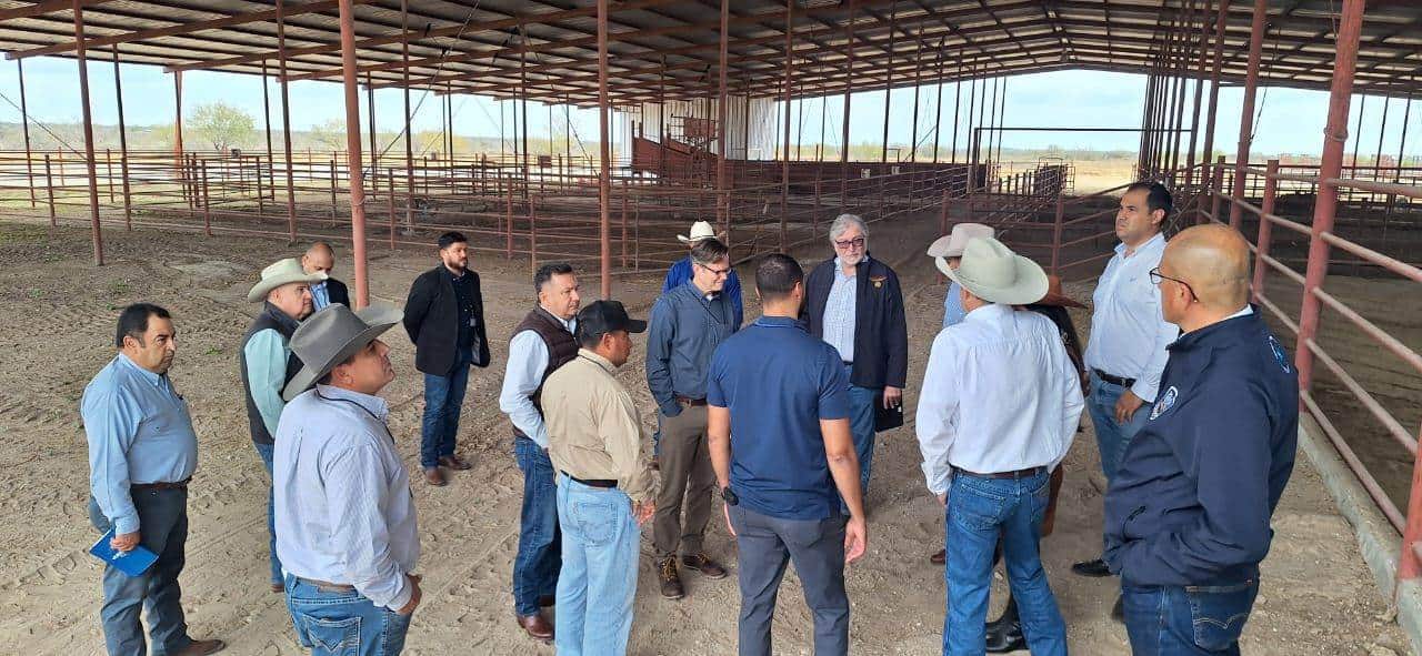 Coahuila trabaja e impulsa la reapertura de ganado en pie a los Estados Unidos