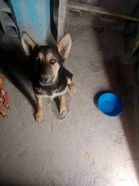 Envenena perros dueño de ferretera