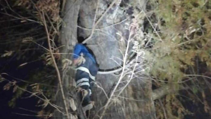 Rescatan a gato atrapado durante dos semanas en un árbol