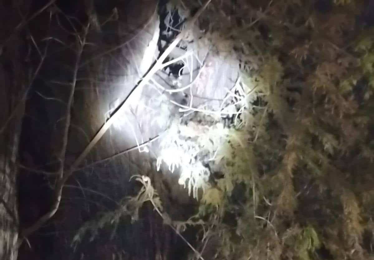 Rescatan a gato atrapado durante dos semanas en un árbol