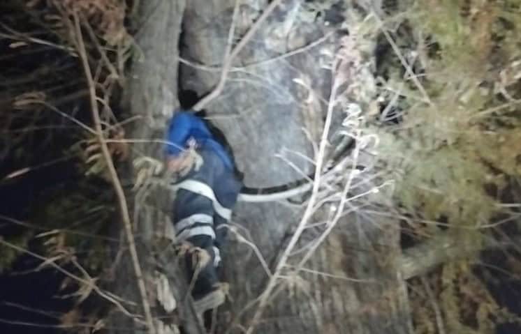 Rescatan a gato atrapado durante dos semanas en un árbol