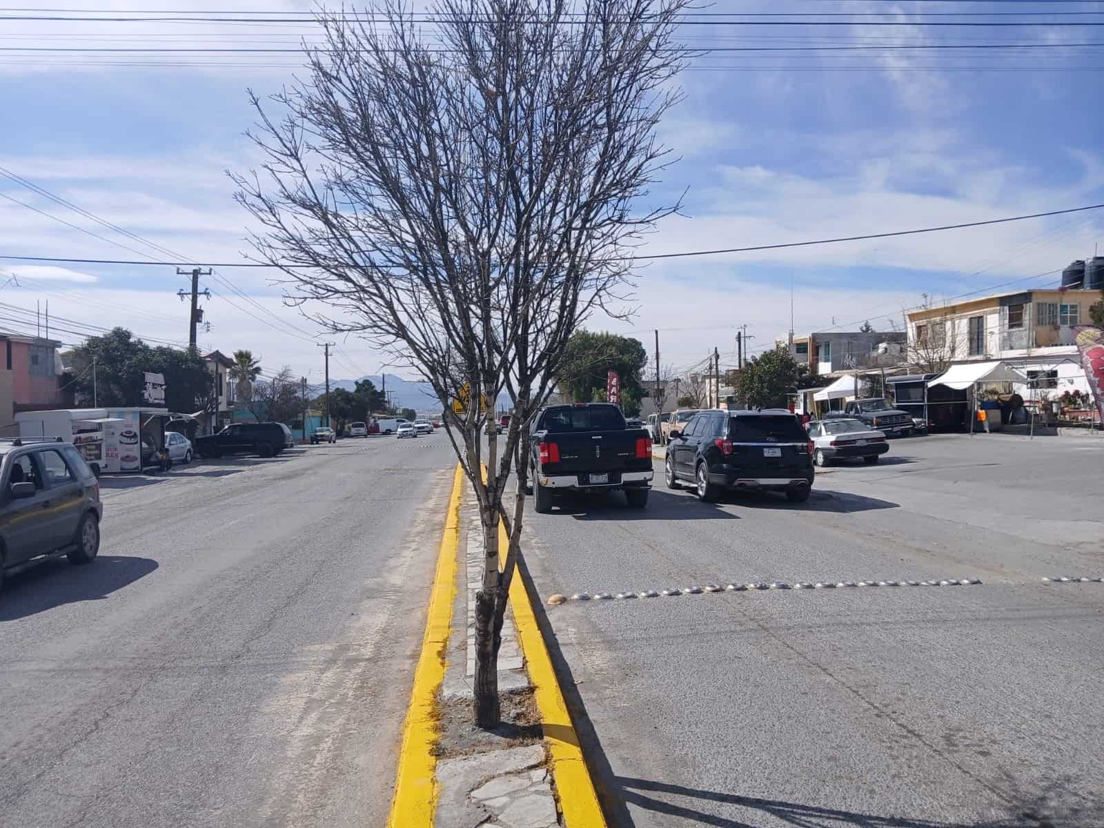 Desatienden forestación en camellones