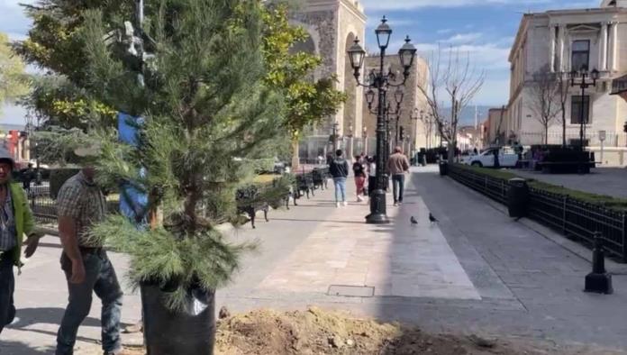 Retiran árboles de la Plaza de Armas