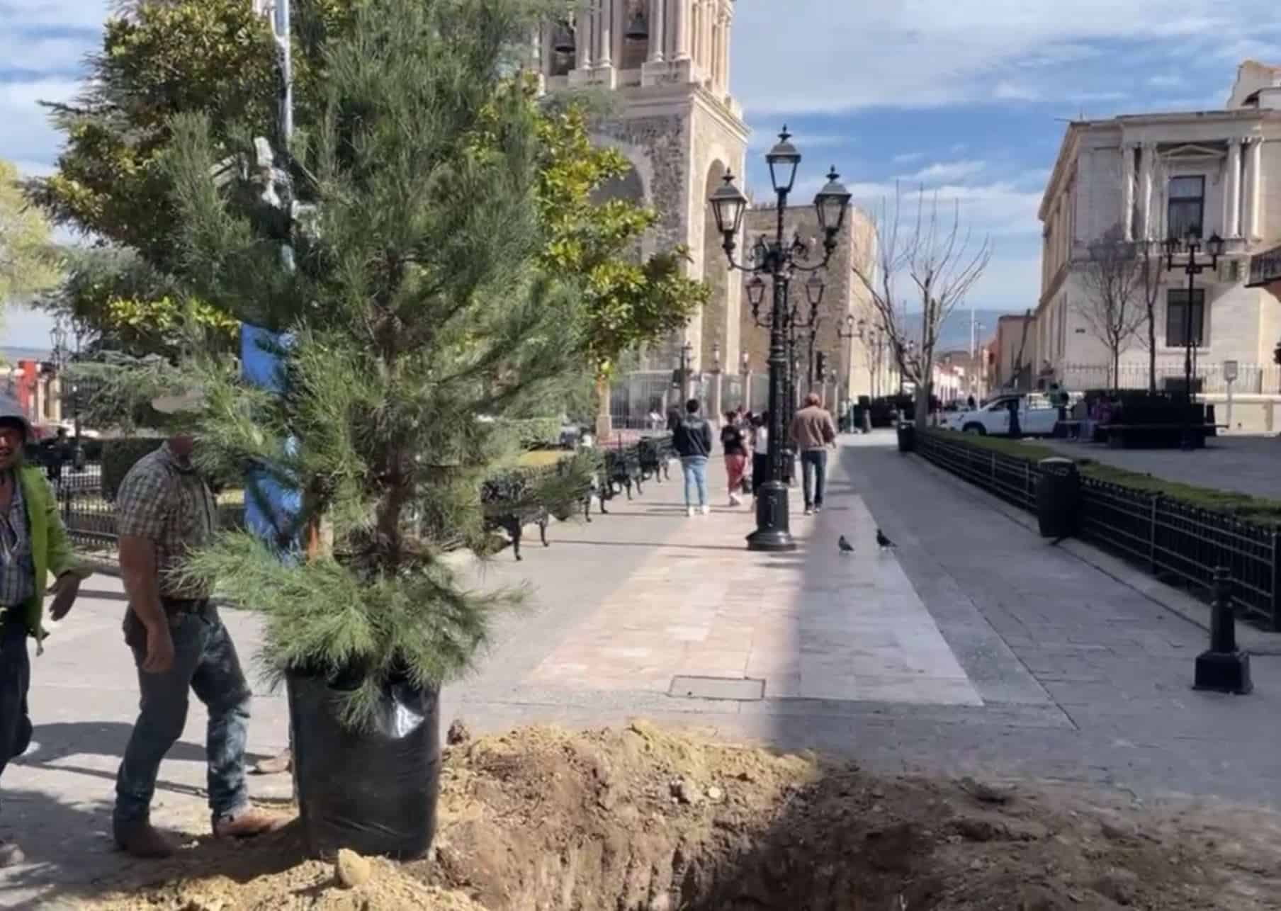 Retiran árboles de la Plaza de Armas