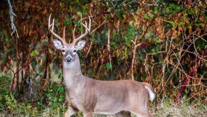 Temporada de invierno impulsa economía local a través de la cacería de venado en Acuña