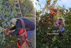 Llegaron los güeros a los campos; Viralizan lentitud de los americanos