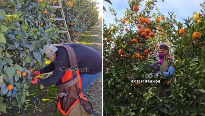 Llegaron los güeros a los campos; Viralizan lentitud de los americanos