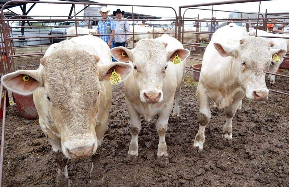 Misteriosas muertes de ganado en Cinco Manantiales desatan el temor