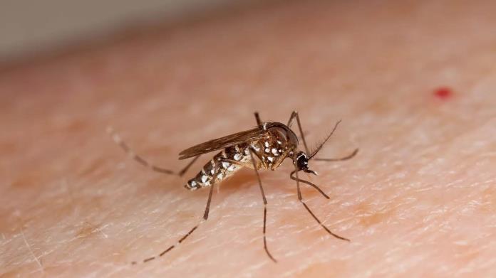 Se prevé disminución de casos de dengue en Piedras Negras Se prevé disminución de casos de dengue en Piedras Negras