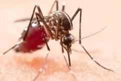 Alertan por nueva variante de dengue en Piedras Negras