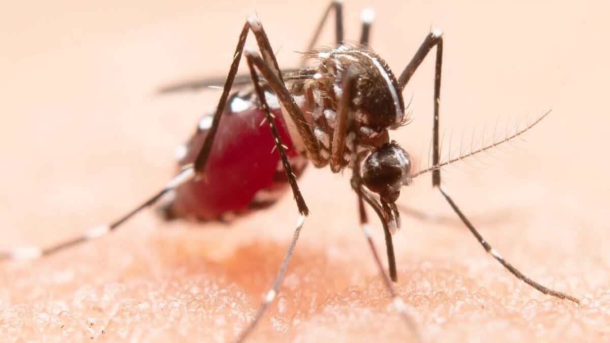 Alertan por nueva variante de dengue en Piedras Negras