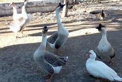 Se llevaron hasta las gallinas del Ecoparque