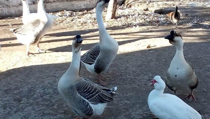 Se llevaron hasta las gallinas del Ecoparque