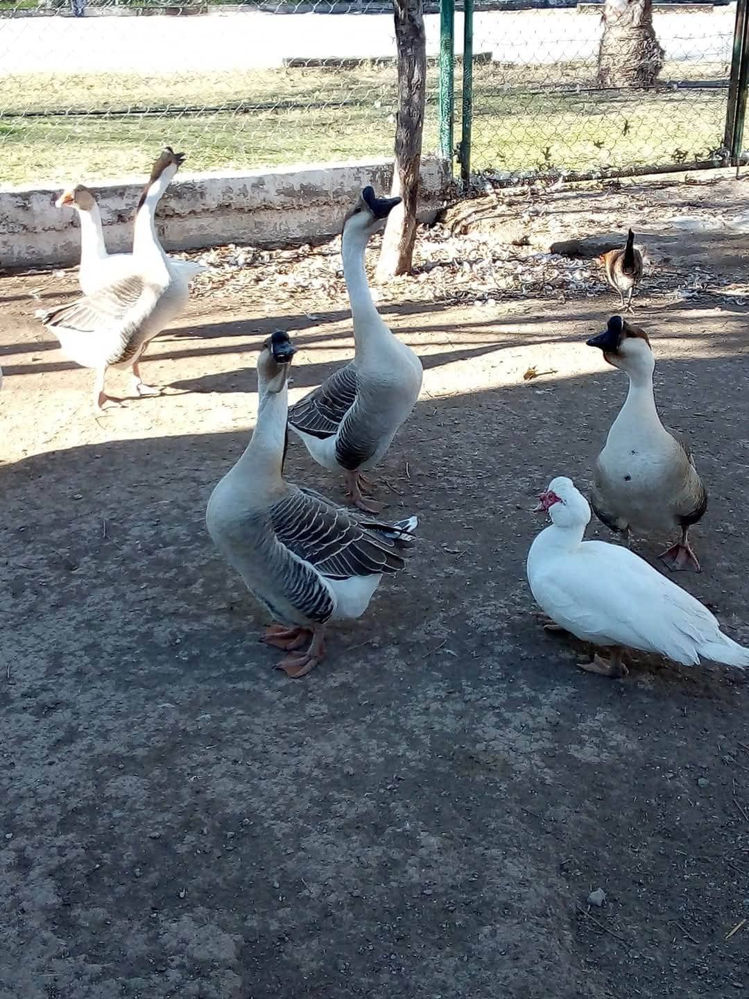 Se llevaron hasta las gallinas del Ecoparque