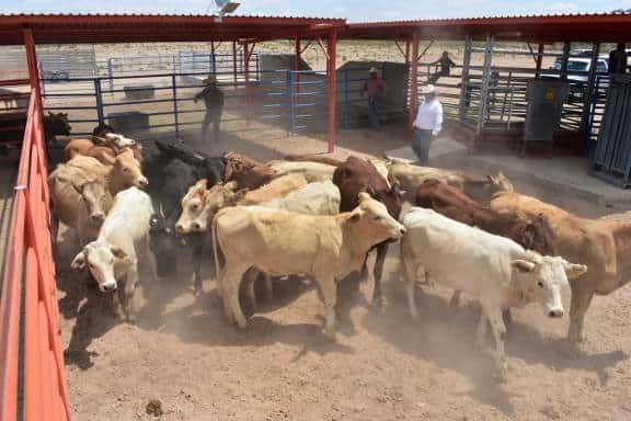 Reanudarán exportación de ganado por Piedras Negras