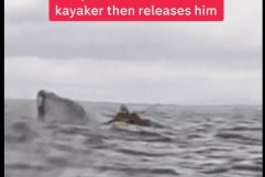 Ballena se traga a kayakista en Chile