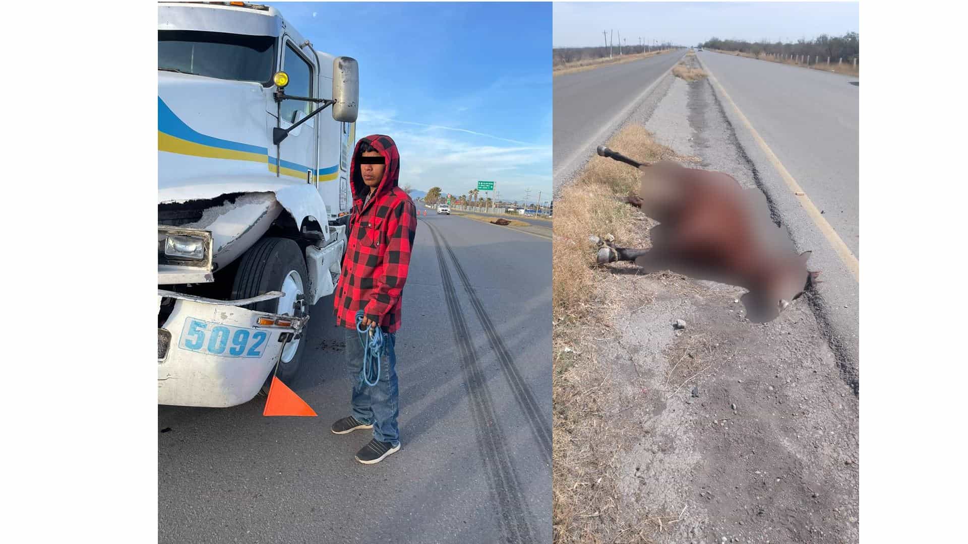 Accidente vial deja sin vida un equino.
