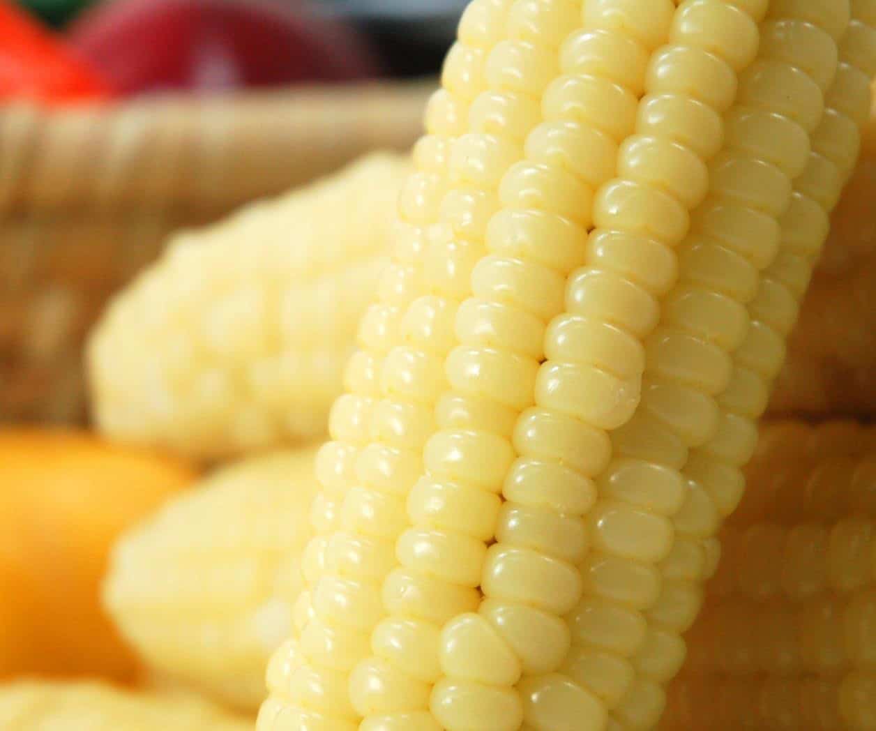 Diputados aprueban prohibir el cultivo de maíz transgénico